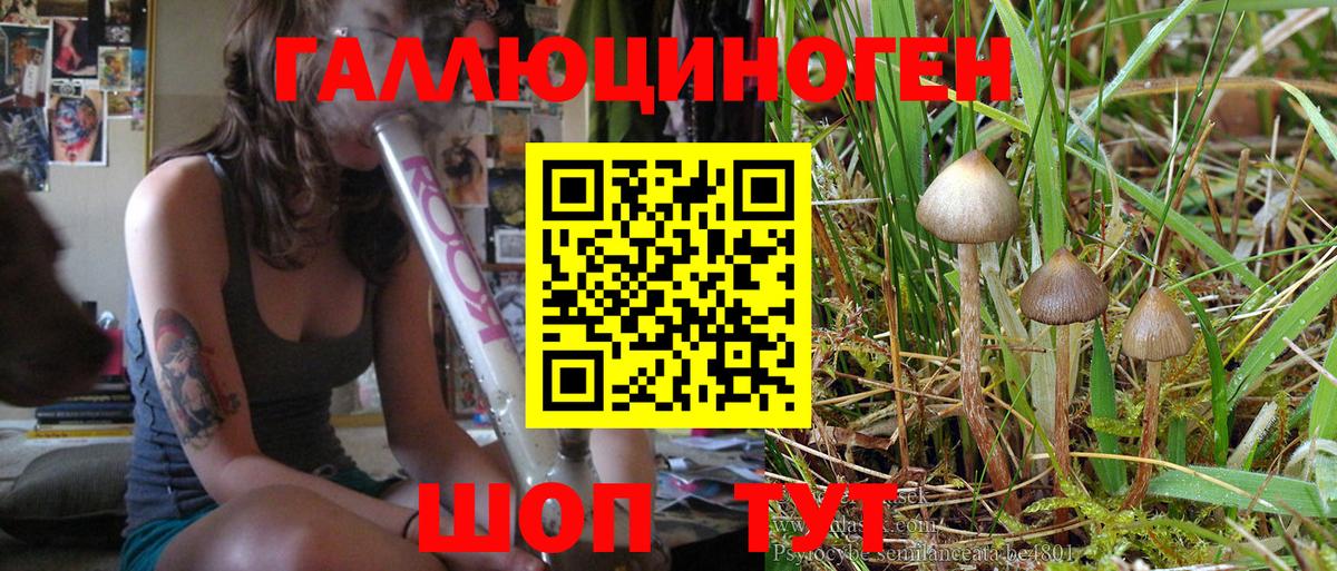 Псилоцибиновые грибы Psilocybe Саратов